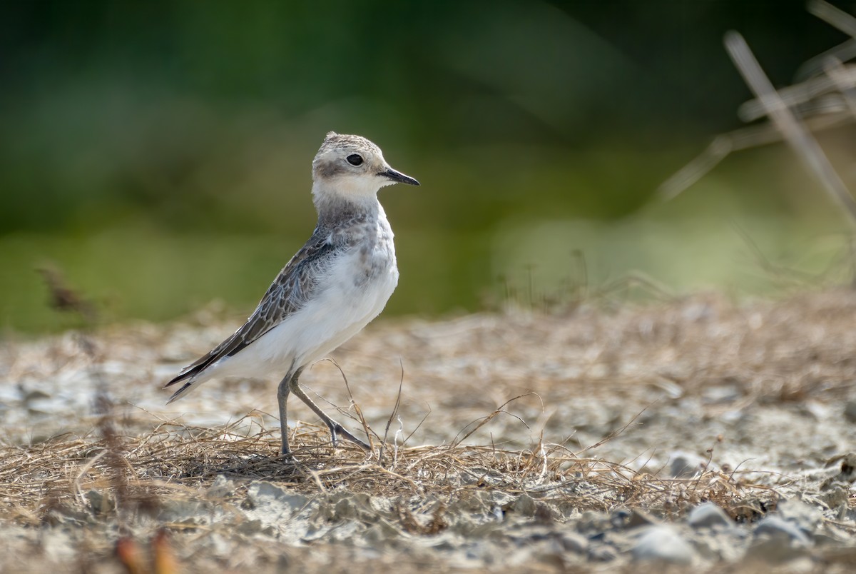 Double-banded Plover - Richard Simmonds