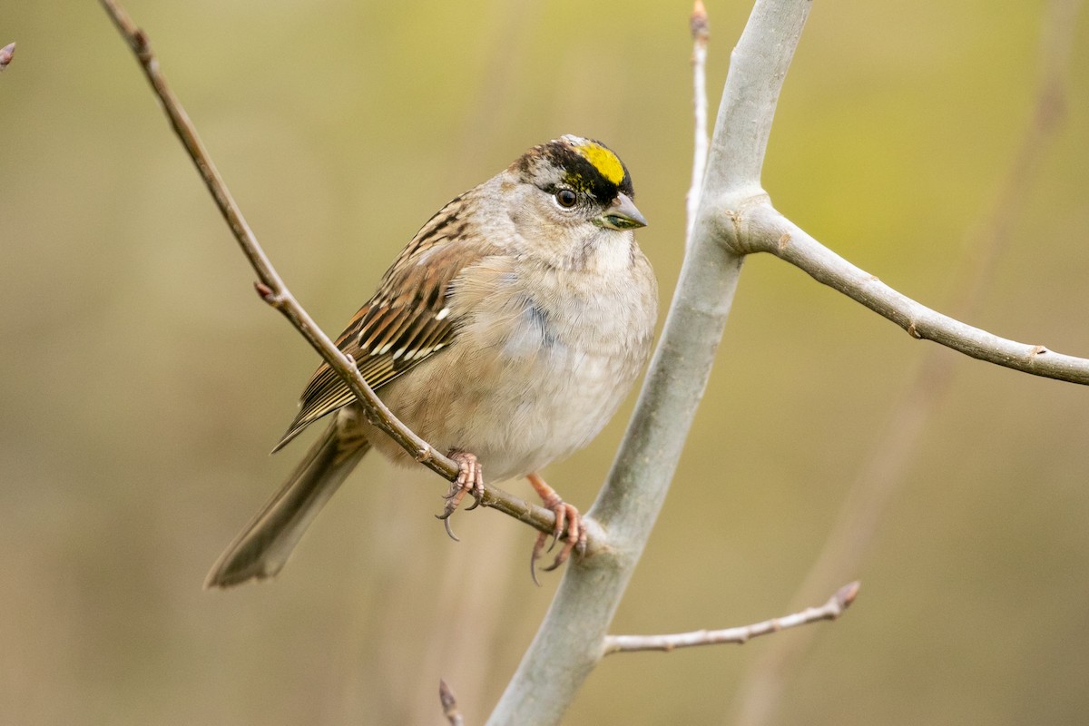 Golden-crowned Sparrow - ML212310521