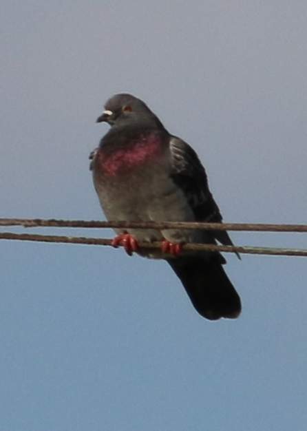 Rock Pigeon (Feral Pigeon) - Steve Keith