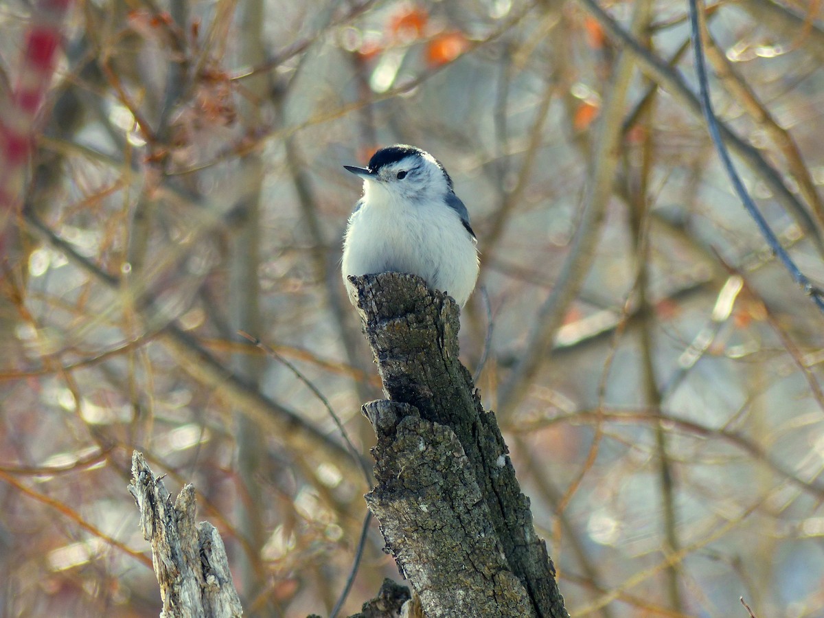 White-breasted Nuthatch - ML212319021