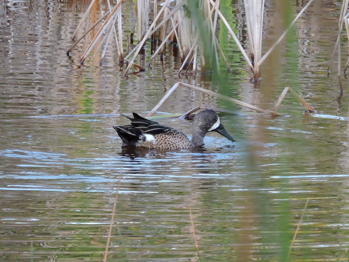 Blue-winged Teal - ML212321181