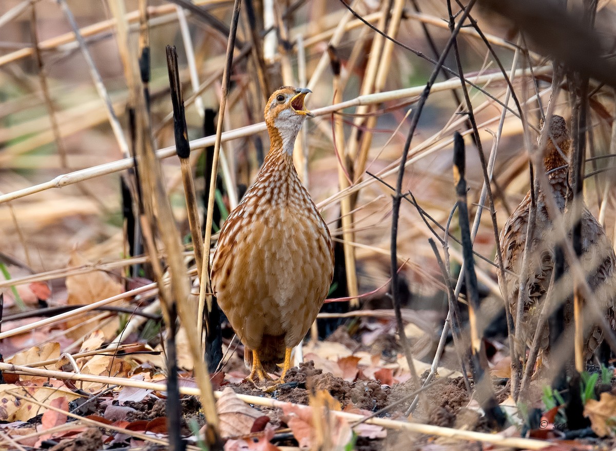 White-throated Francolin - ML212325981