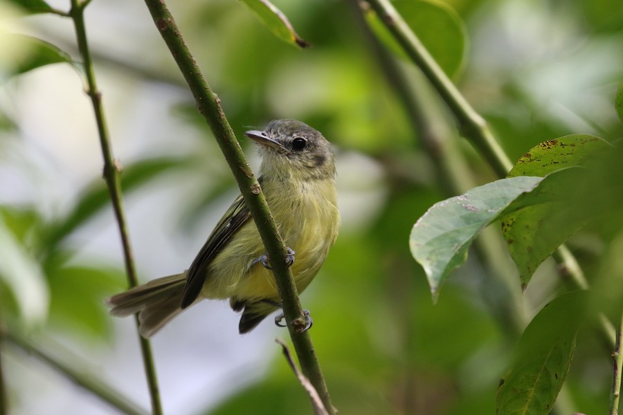 Yellow-olive Flycatcher (Sooretama) - eBird