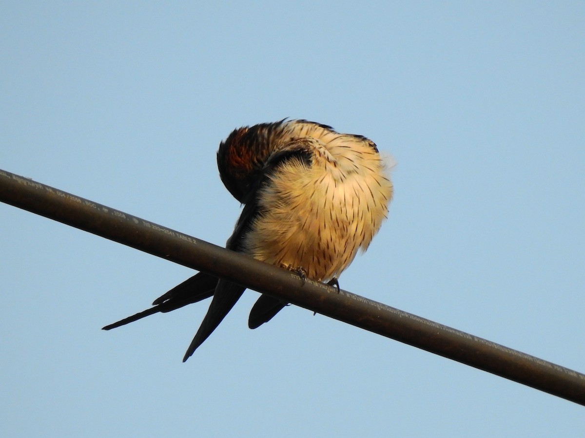 Red-rumped Swallow - ML212327181