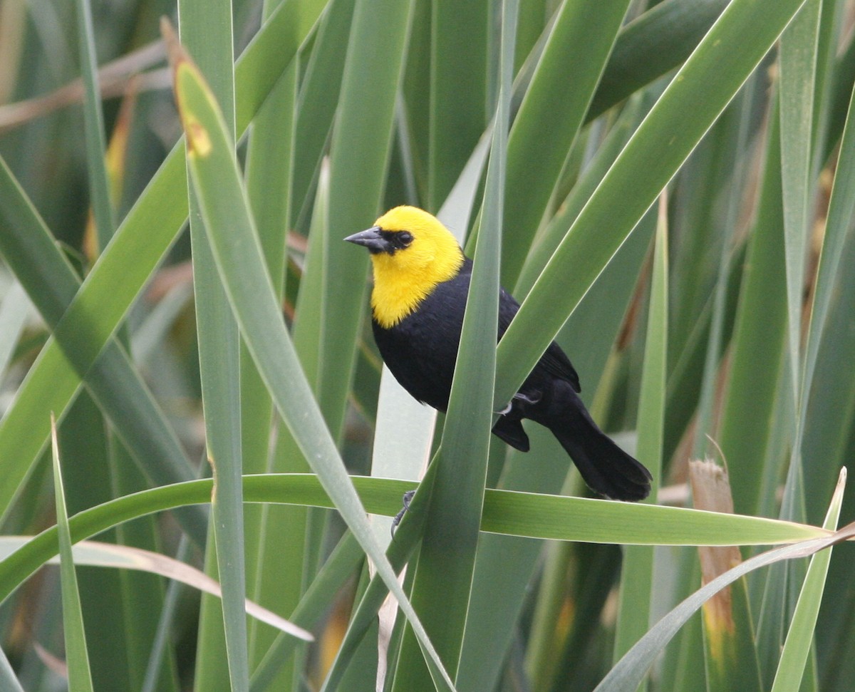 Yellow-hooded Blackbird - Oscar Johnson