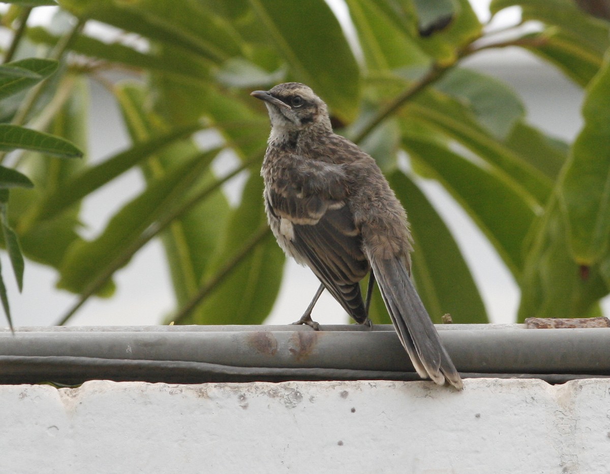 Long-tailed Mockingbird - Oscar Johnson