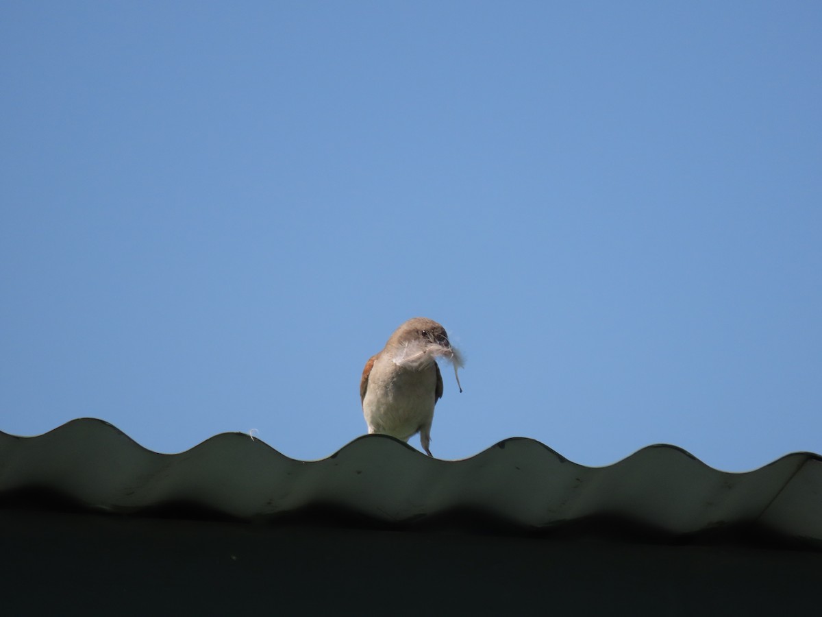 Southern Gray-headed Sparrow - ML212329821