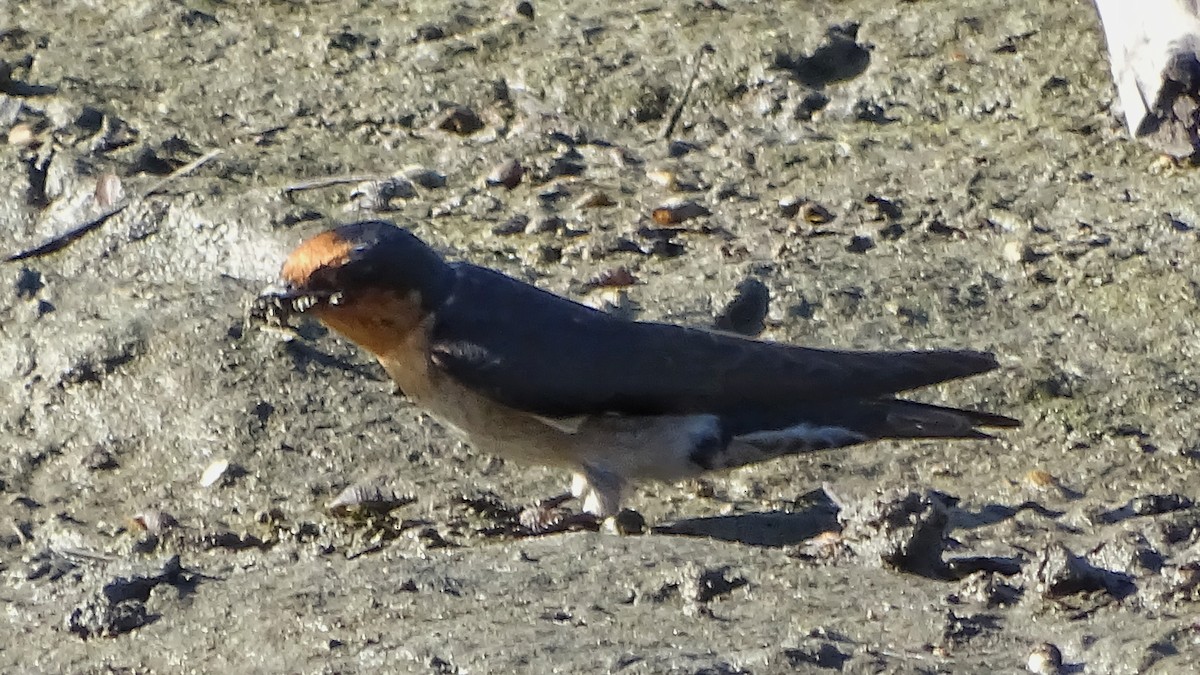 Pacific Swallow - ML212330131
