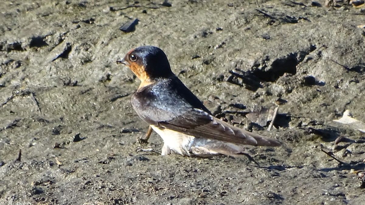Pacific Swallow - ML212330141