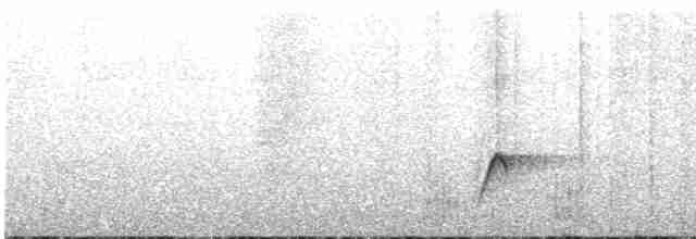 Gray-bellied Wren-Babbler - ML212330431