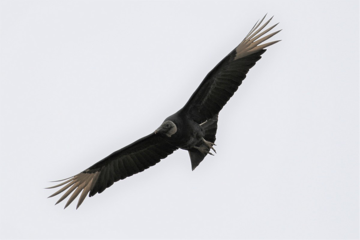 Black Vulture - Anthony Vicciarelli