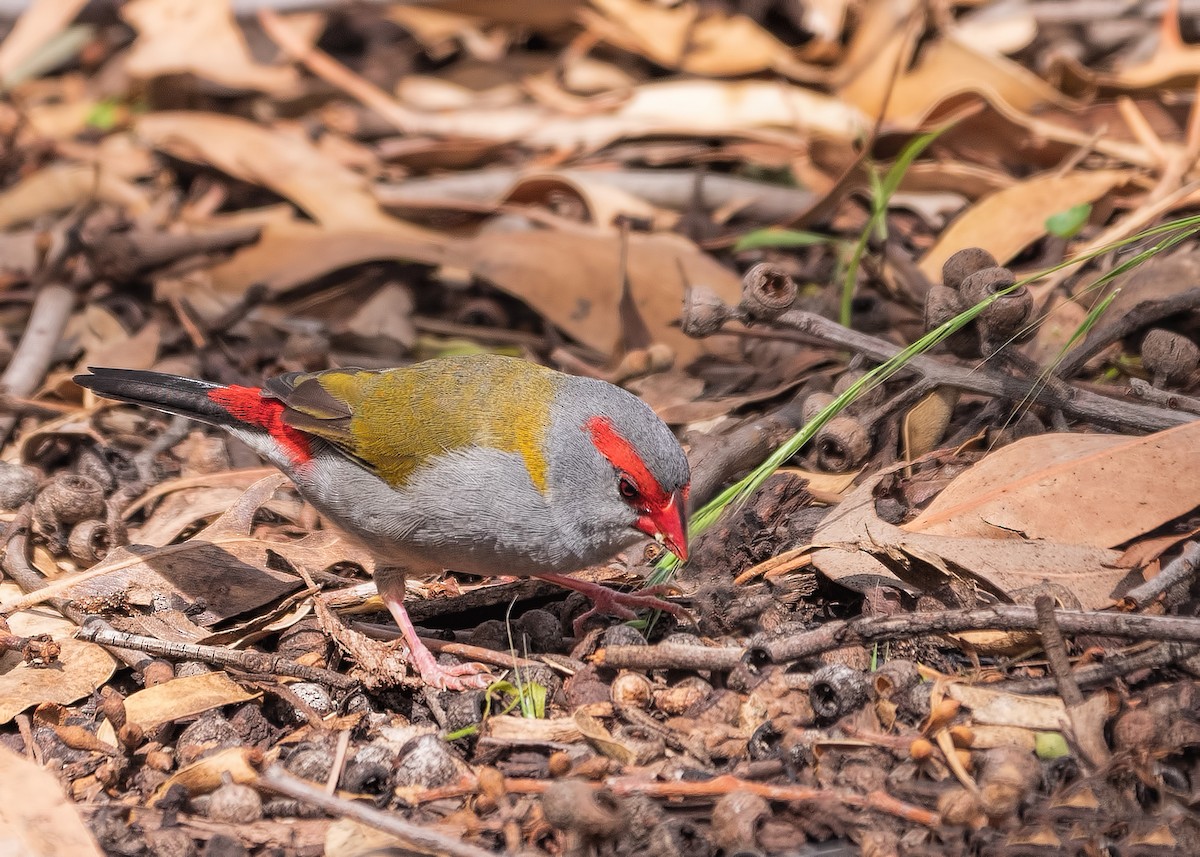 Red-browed Firetail - ML212333471