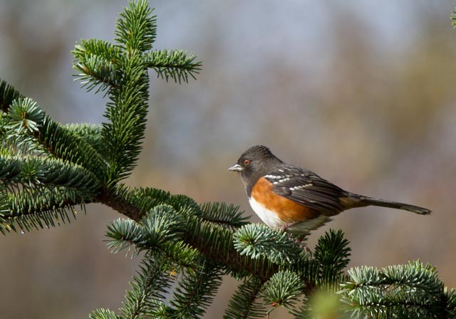 Spotted Towhee - Mike Wheeler