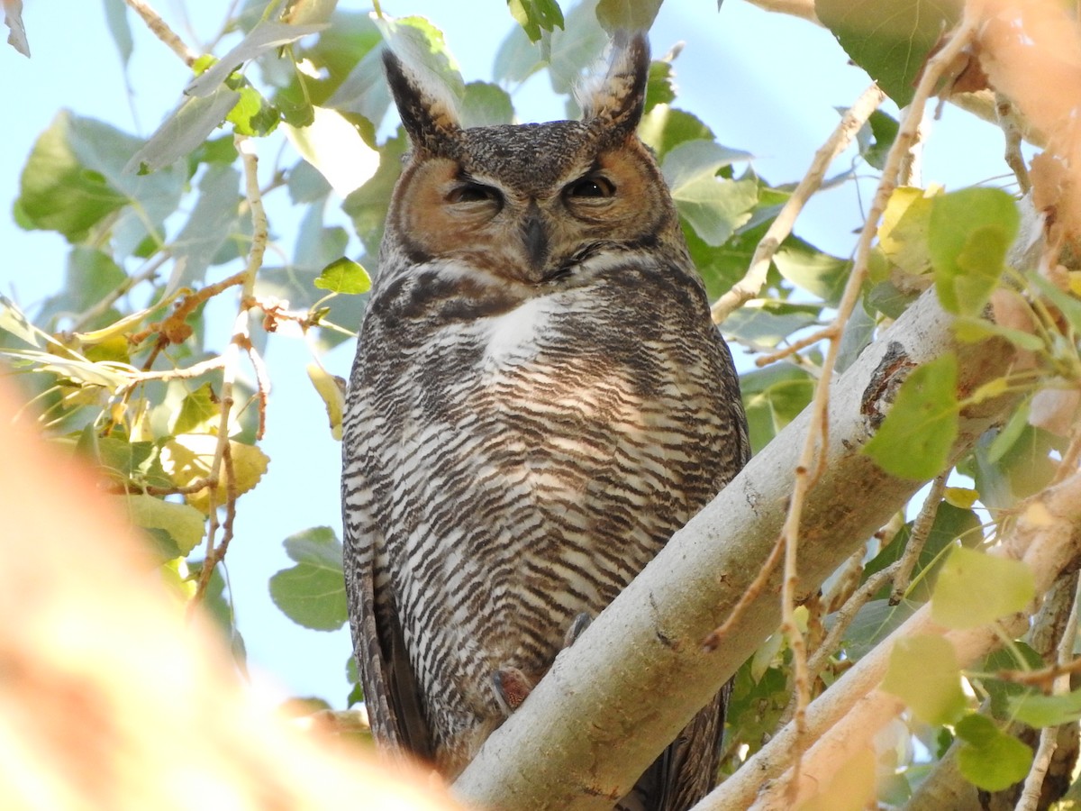 Great Horned Owl - ML21233551