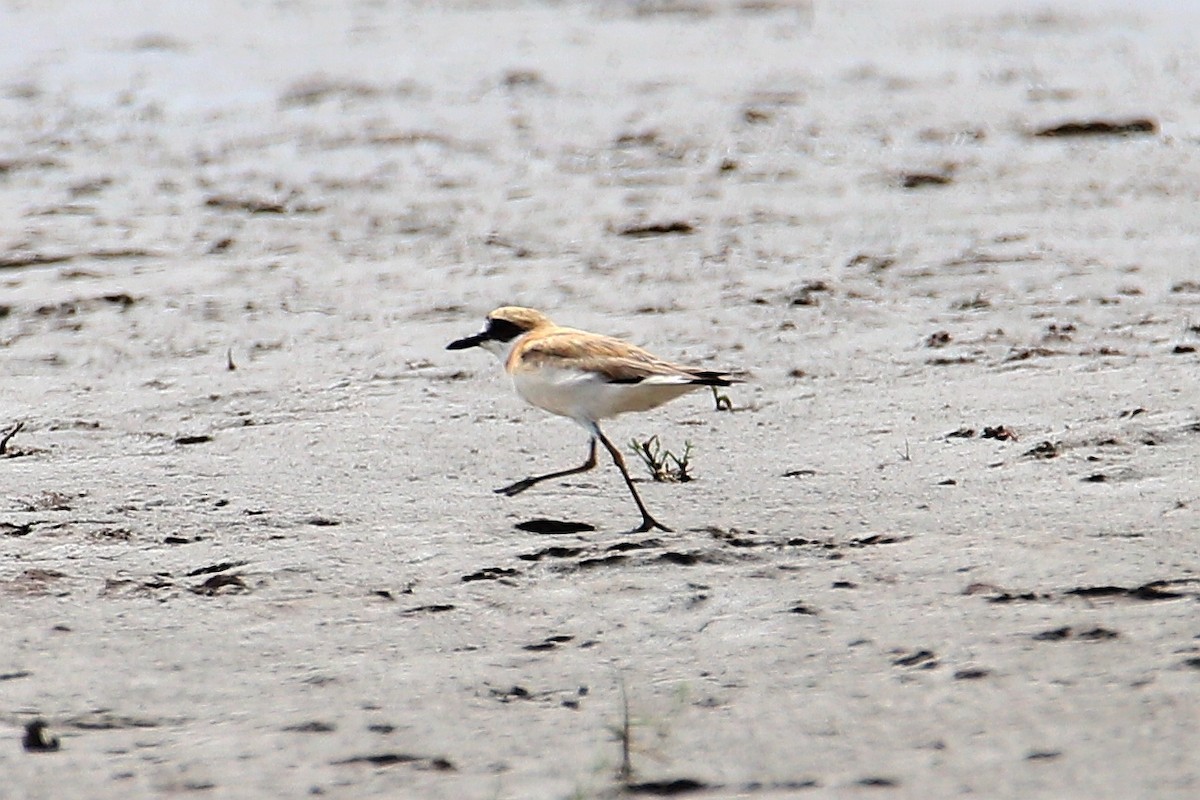Greater Sand-Plover - 瑞如 林