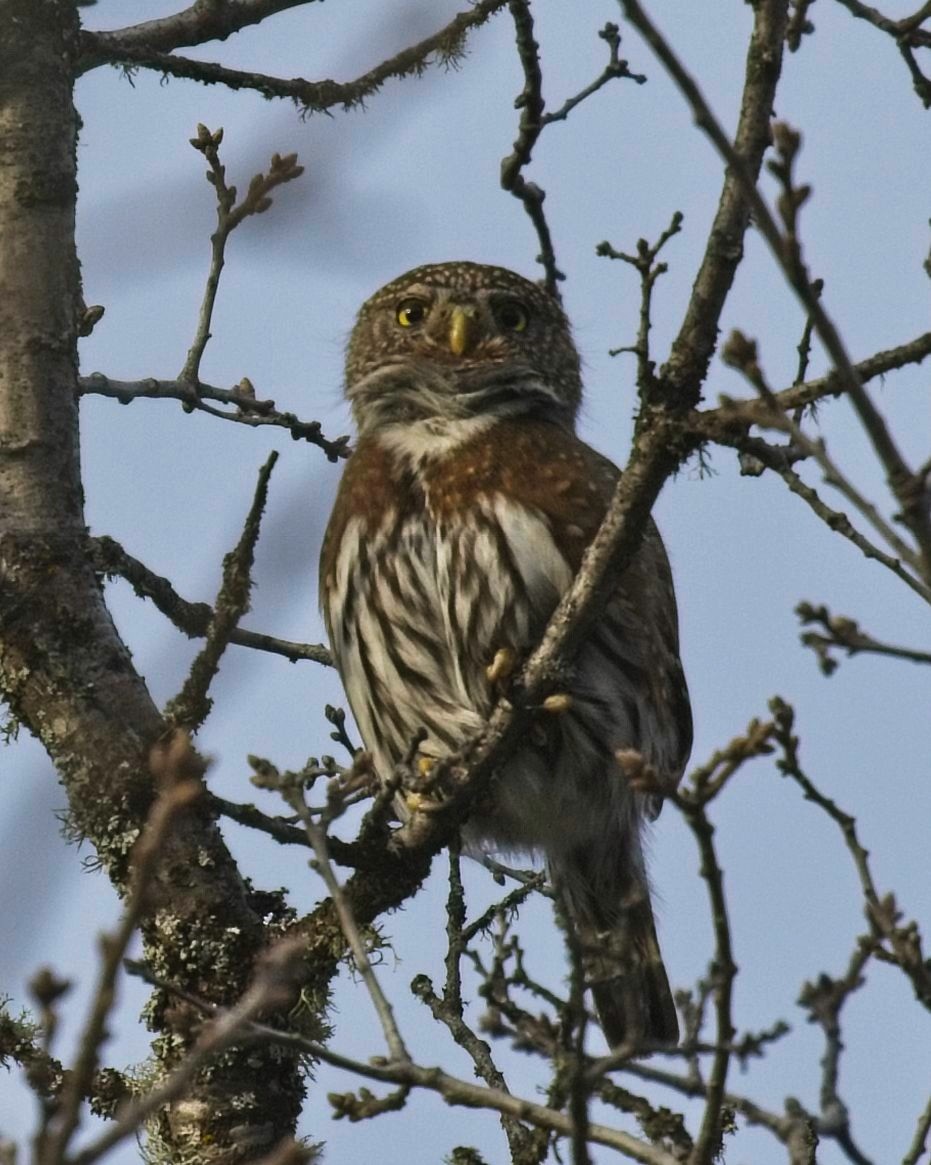 Northern Pygmy-Owl - ML212337161
