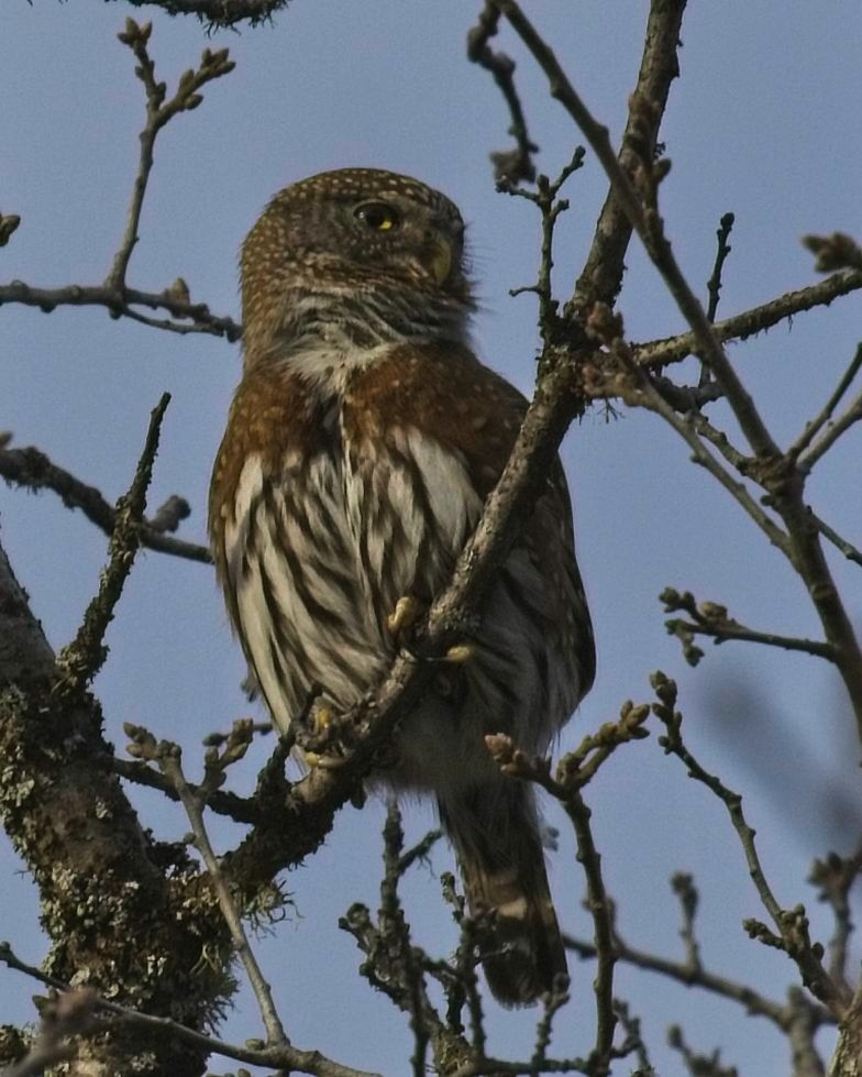 Northern Pygmy-Owl - Tom Clifton