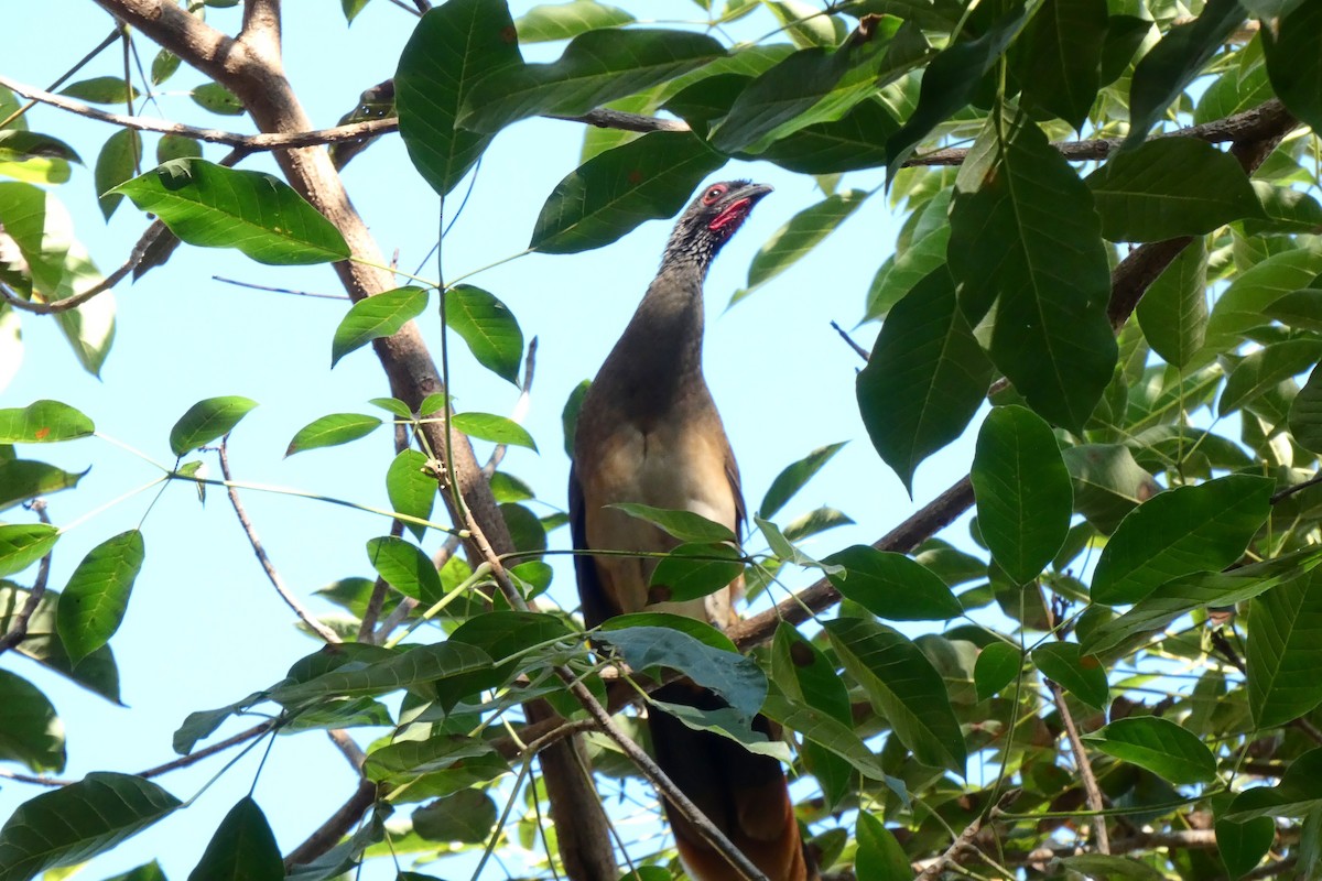 West Mexican Chachalaca - ML212342011