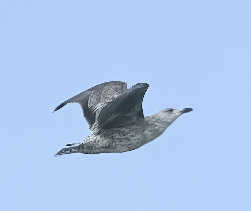 Lesser Black-backed Gull - ML212347661
