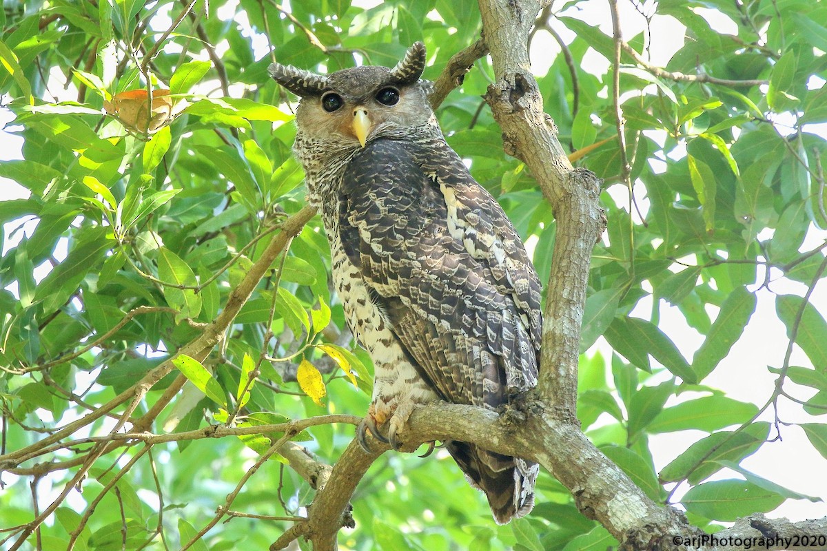 Spot-bellied Eagle-Owl - ML212350001