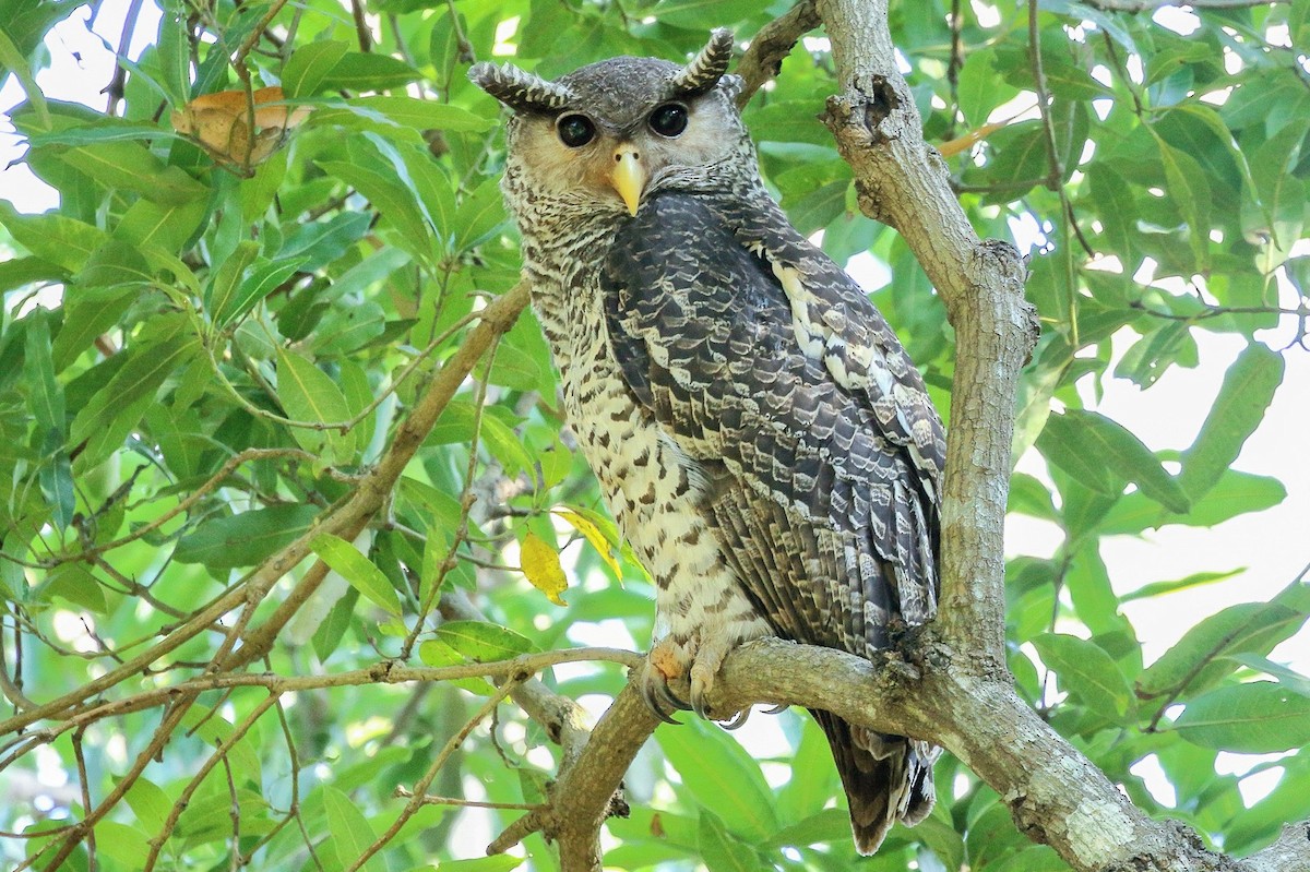 Spot-bellied Eagle-Owl - Rahul  Singh