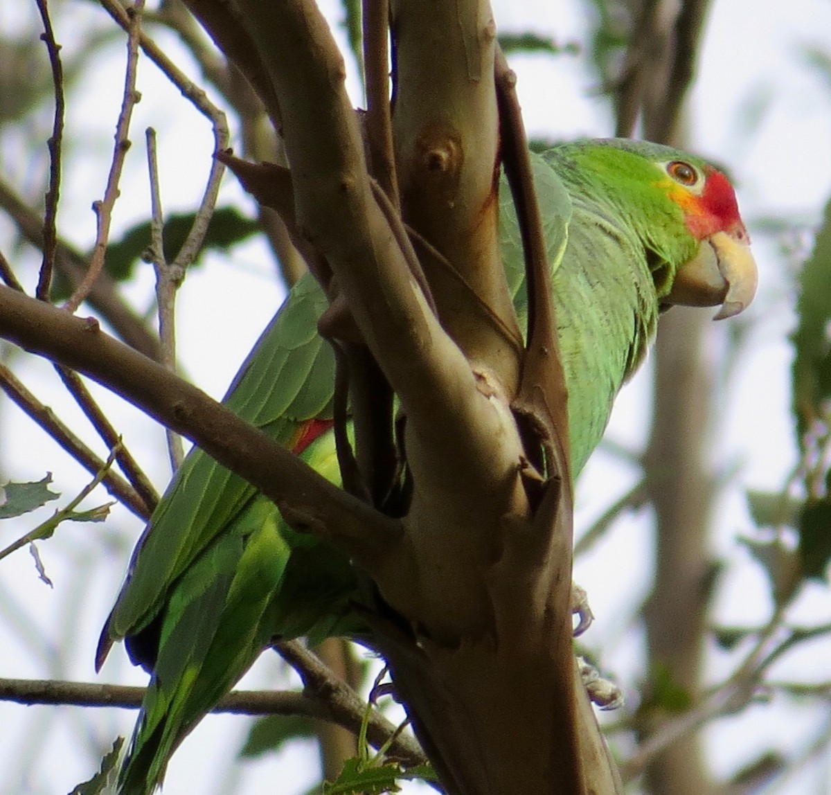 Red-crowned x Red-lored Parrot (hybrid) - ML212355531