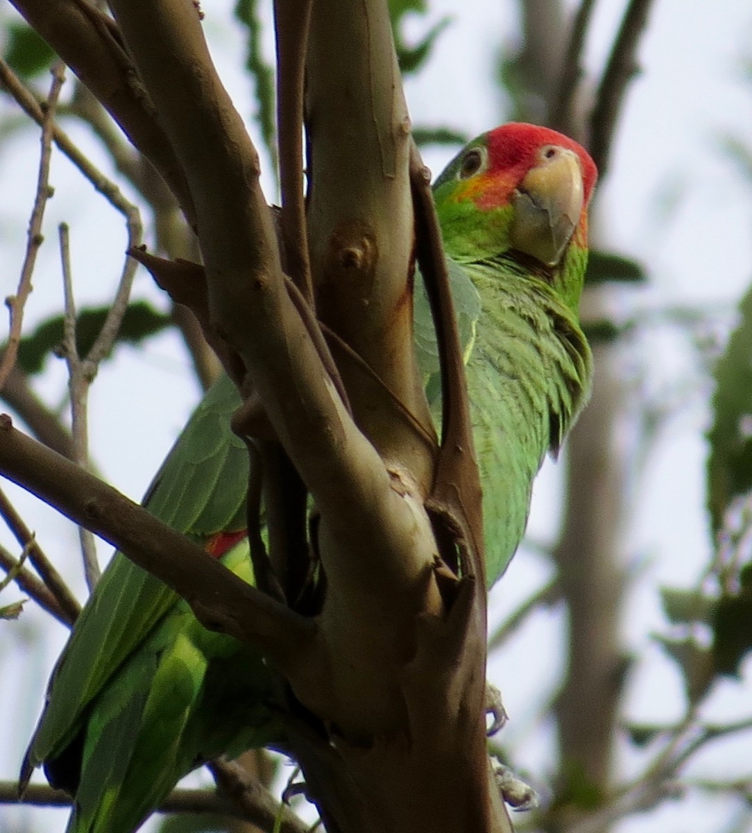 Red-crowned x Red-lored Parrot (hybrid) - ML212355591