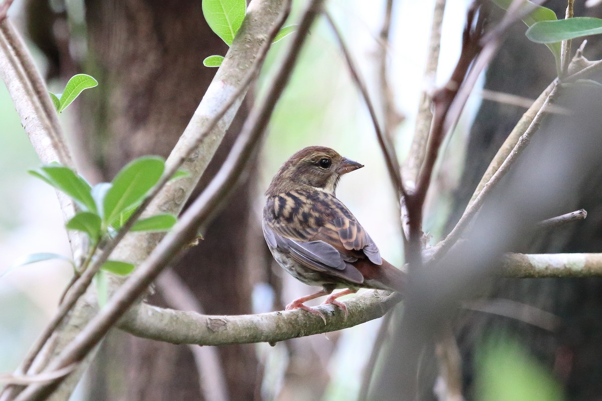 Gray Bunting - ST Chien