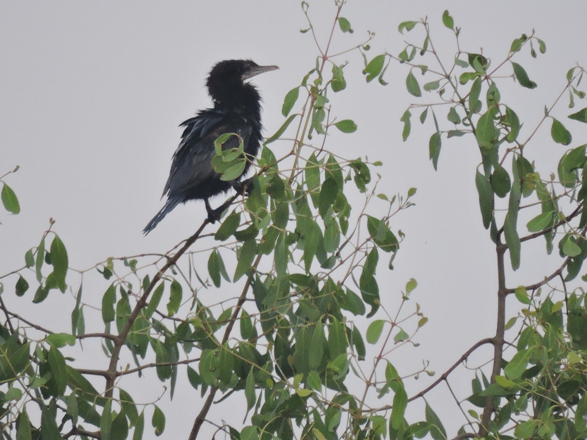 Little Cormorant - prashant bhagat
