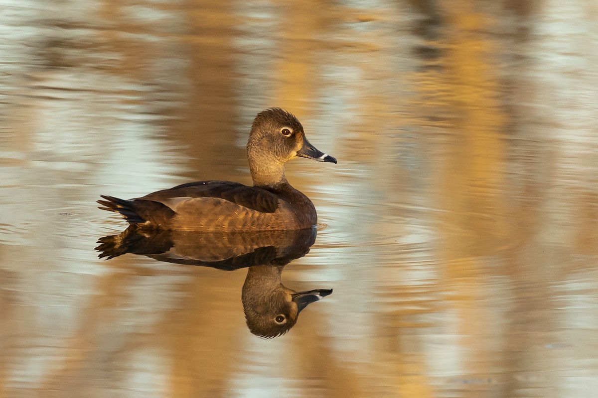 Ring-necked Duck - Sandra Peterson