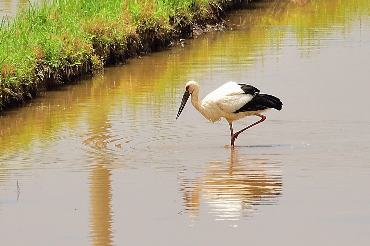 Oriental Stork - xiwen CHEN