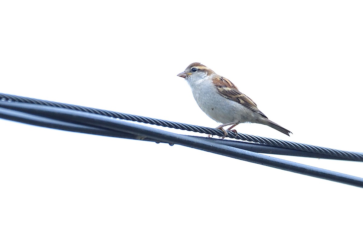 Russet Sparrow - xiwen CHEN