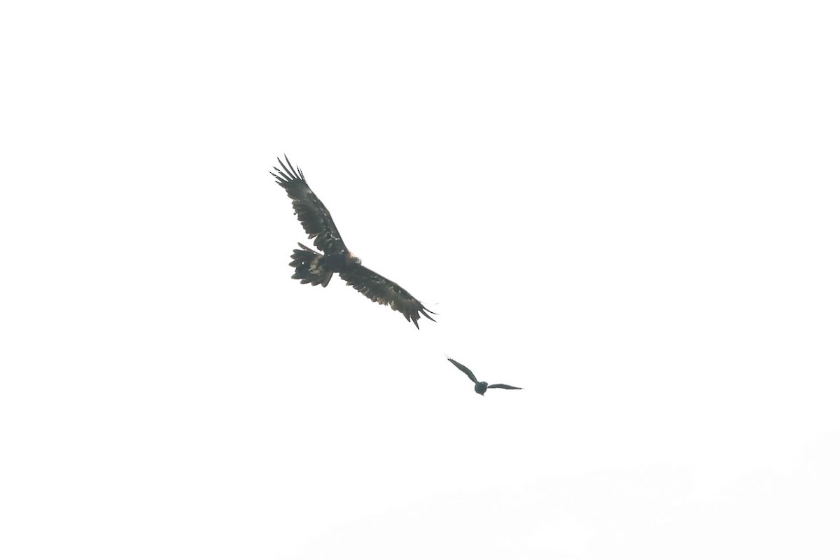 Wedge-tailed Eagle - Ged Tranter