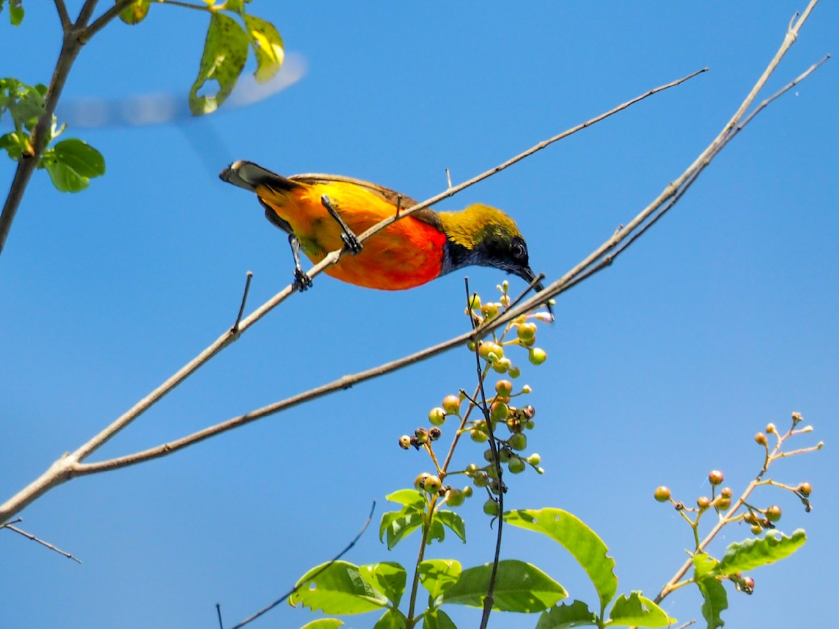 Flame-breasted Sunbird - Jafet Potenzo Lopes