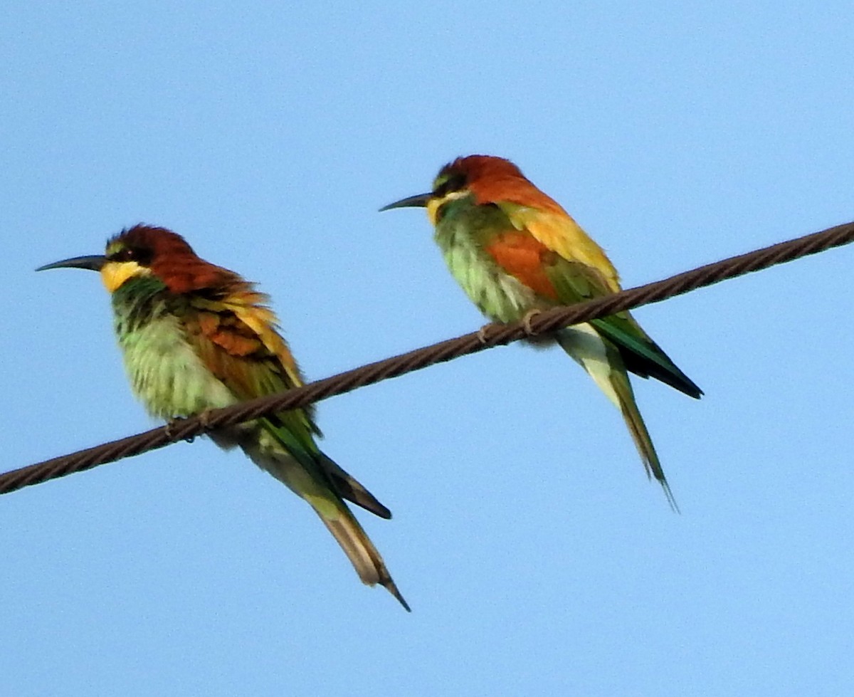 European Bee-eater - padma ramaswamy