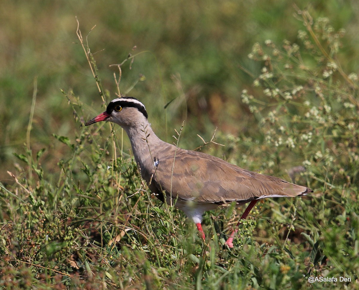 Crowned Lapwing - ML212366441