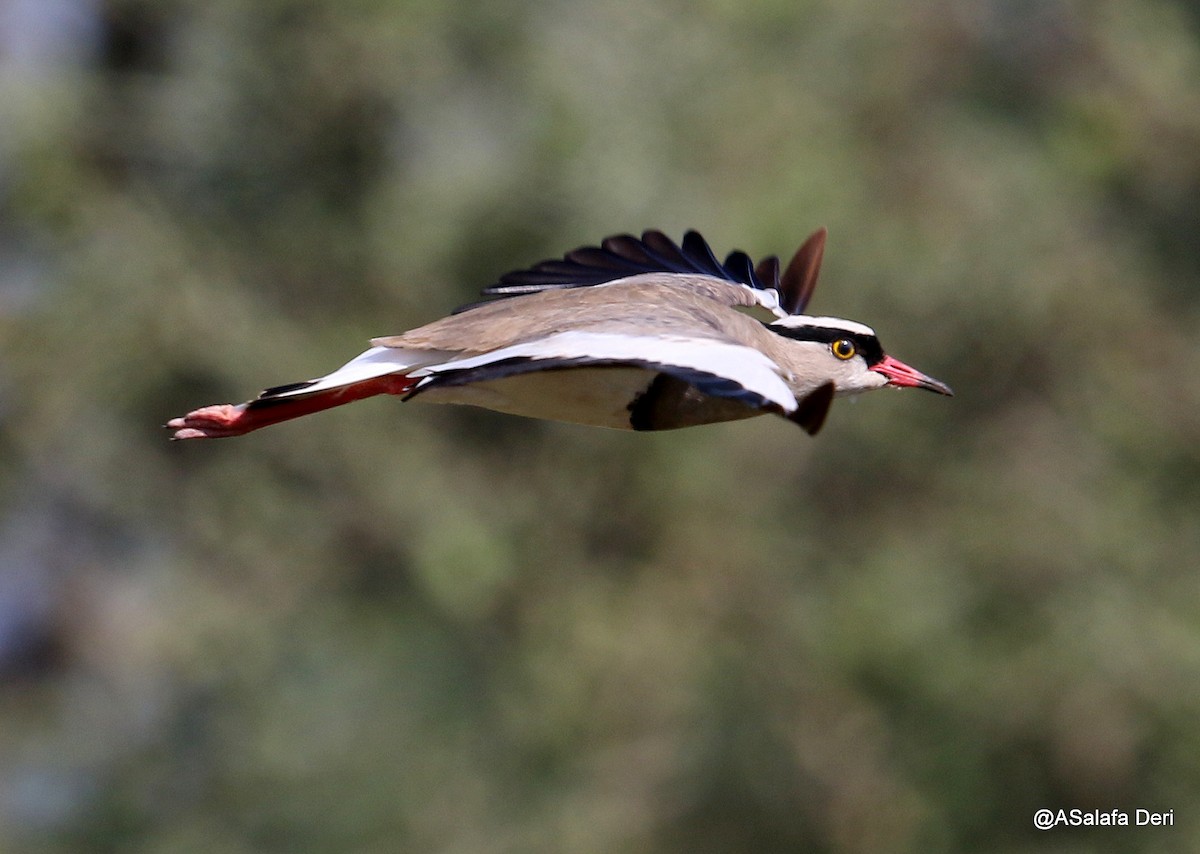 Crowned Lapwing - ML212366641