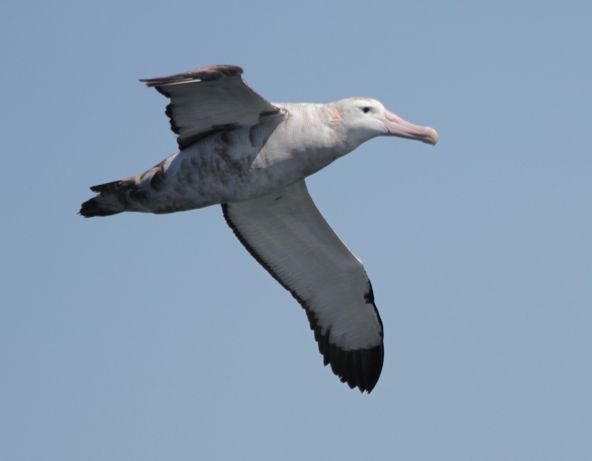 albatros stěhovavý - ML212372091