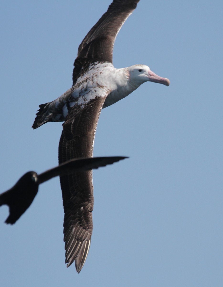 albatros stěhovavý - ML212372151