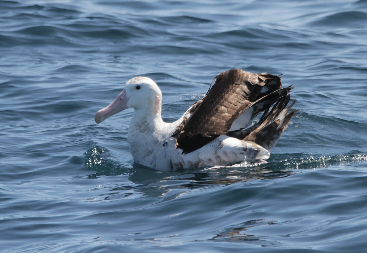 albatros stěhovavý - ML212372211