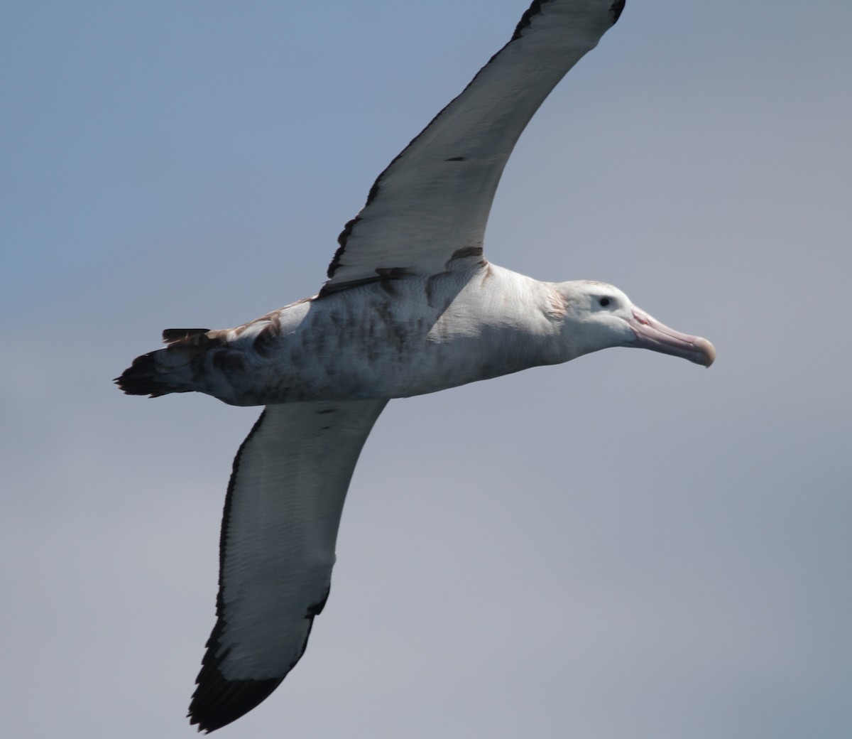 albatros stěhovavý - ML212372251
