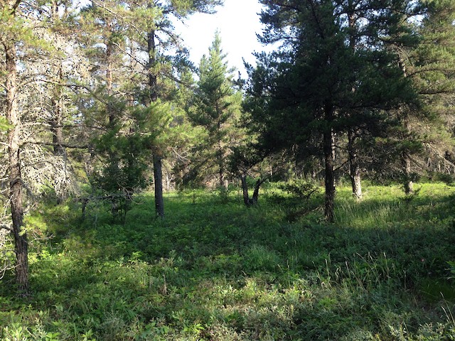 Breeding habitat in Wisconsin, United States. - Connecticut Warbler - 