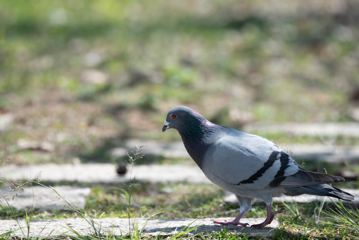 Rock Pigeon (Feral Pigeon) - ML212373171