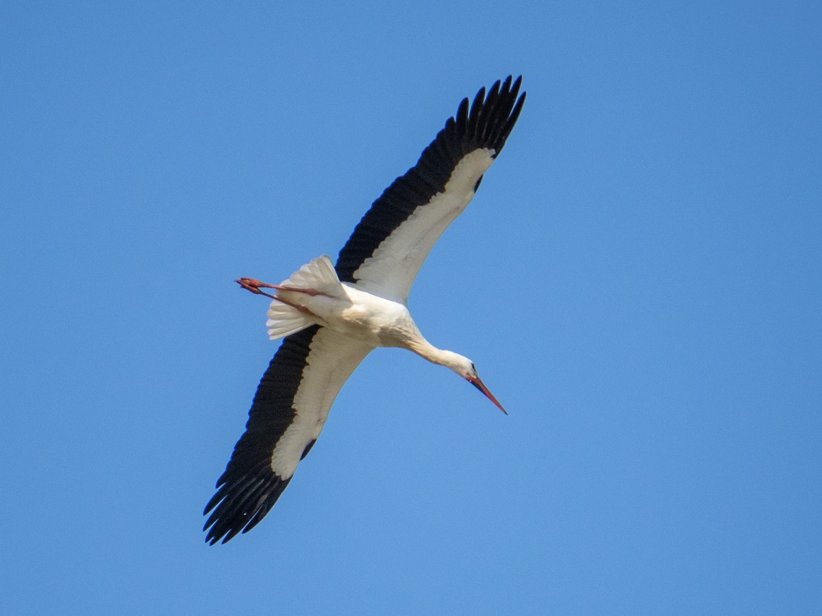 White Stork - John Tebbet