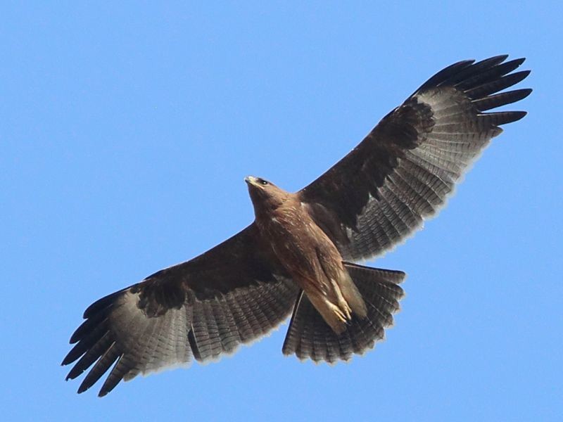 Indian Spotted Eagle - Anshuman Sarkar