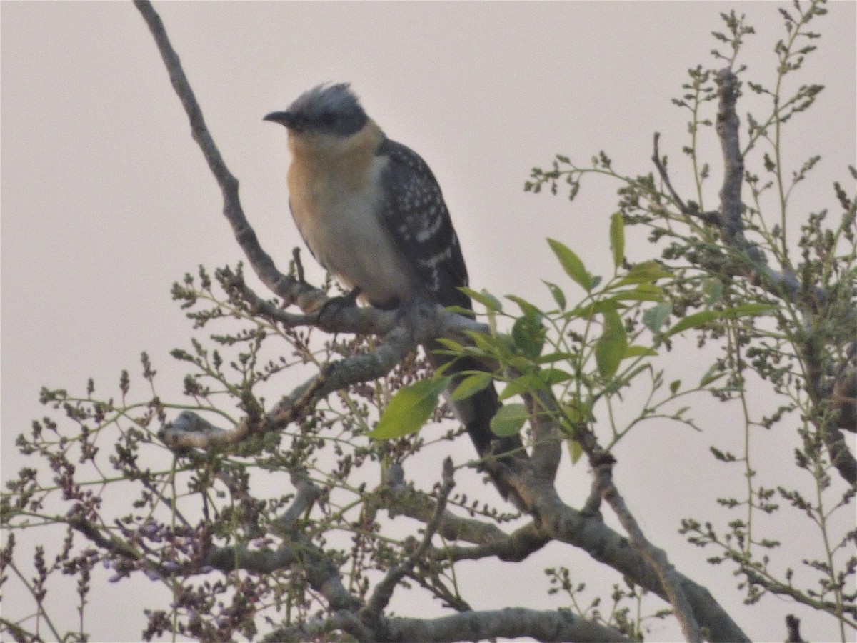 Great Spotted Cuckoo - ML212379851