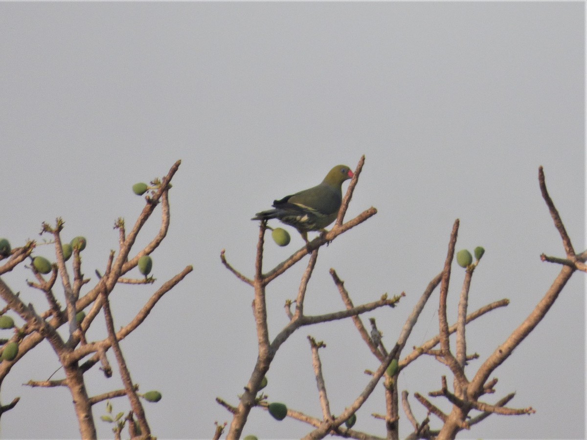 African Green-Pigeon - ML212381721