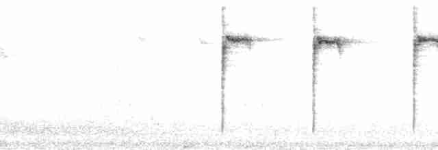 kolibřík bělobřichý - ML212383