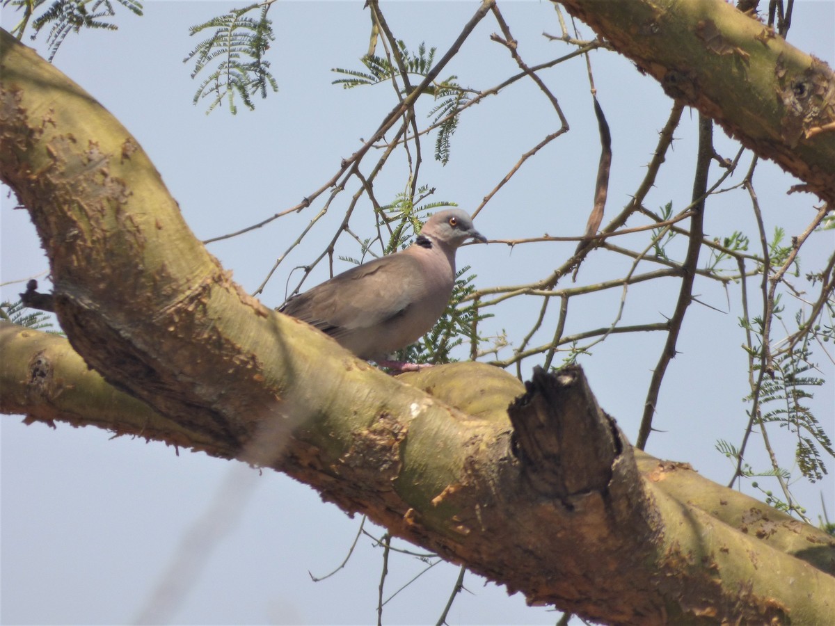 Mourning Collared-Dove - ML212384301