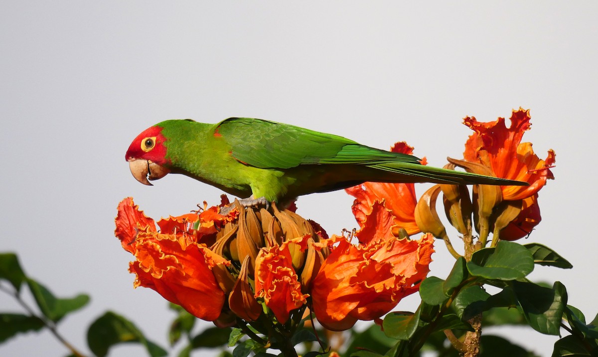 Red-masked Parakeet - Nick Kalodimos
